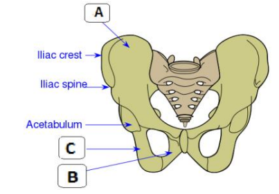 Radhina quants